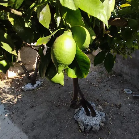 Tatil Evi Lia Marittima